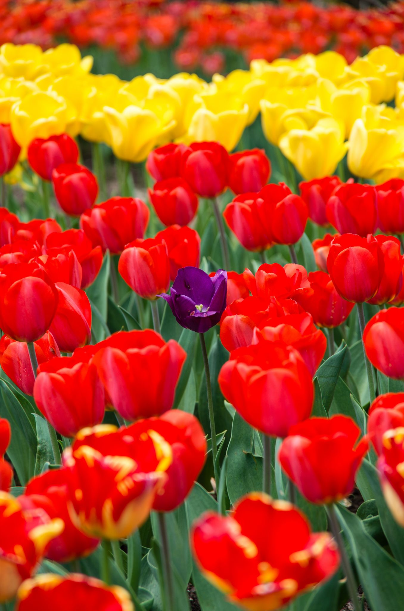 Jardin Keukenhof Unique Pin by Beautiful Nature and Animals On Colorful Flowers