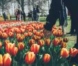 Jardin Keukenhof Unique Tulips and Flower Bulbs In the Netherlands Holland
