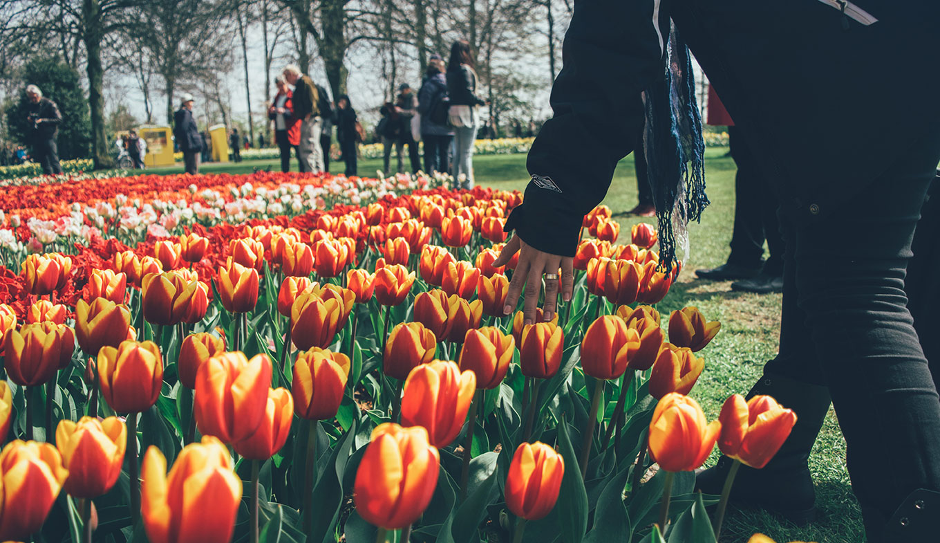 Jardin Keukenhof Unique Tulips and Flower Bulbs In the Netherlands Holland