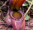 Jardin Lyon Unique Nepenthes Rajah