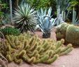 Jardin Majorelle Marrakech Beau Jardin Majorelle Marrakech 2020 All You Need to Know