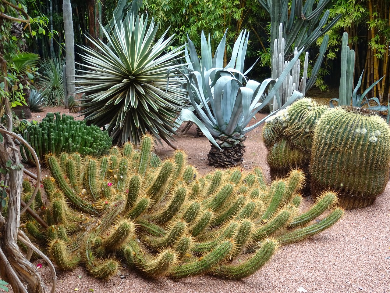 Jardin Majorelle Marrakech Beau Jardin Majorelle Marrakech 2020 All You Need to Know