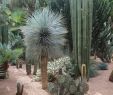 Jardin Majorelle Marrakech Best Of southwest Style Garden Ideas