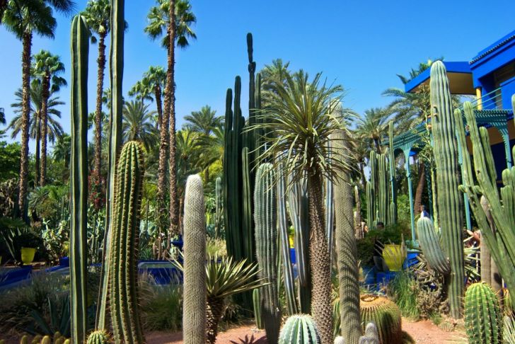 Jardin Majorelle Marrakech Charmant the Many Cacti Found In the Jardin Majorelle Marrakech