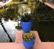 Jardin Majorelle Marrakech Luxe Jardin Majorelle Marrakech 2020 All You Need to Know