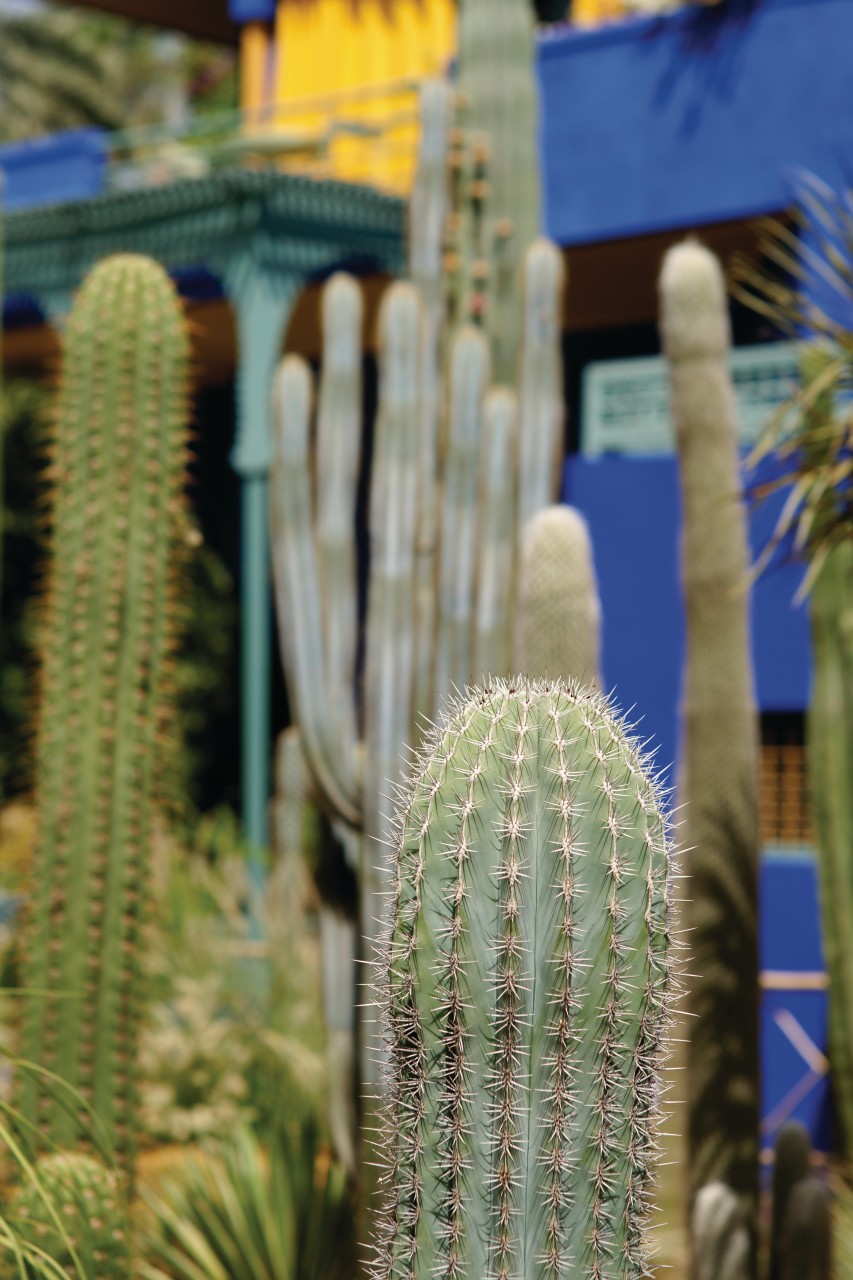 marrakech jardin majorelle