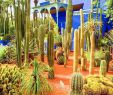 Jardin Majorelle Marrakech Unique 9 Reasons to Visit Marrakech In the F Season