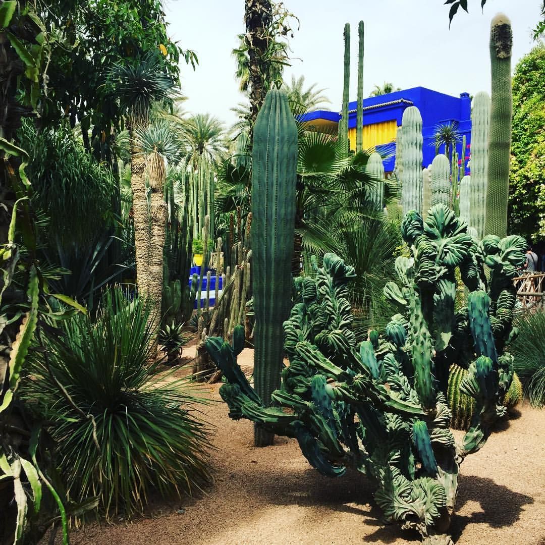 Jardin Majorelle Marrakech Unique Brilliant Blues Amongst the Cacti ðµ ðµðµðµ