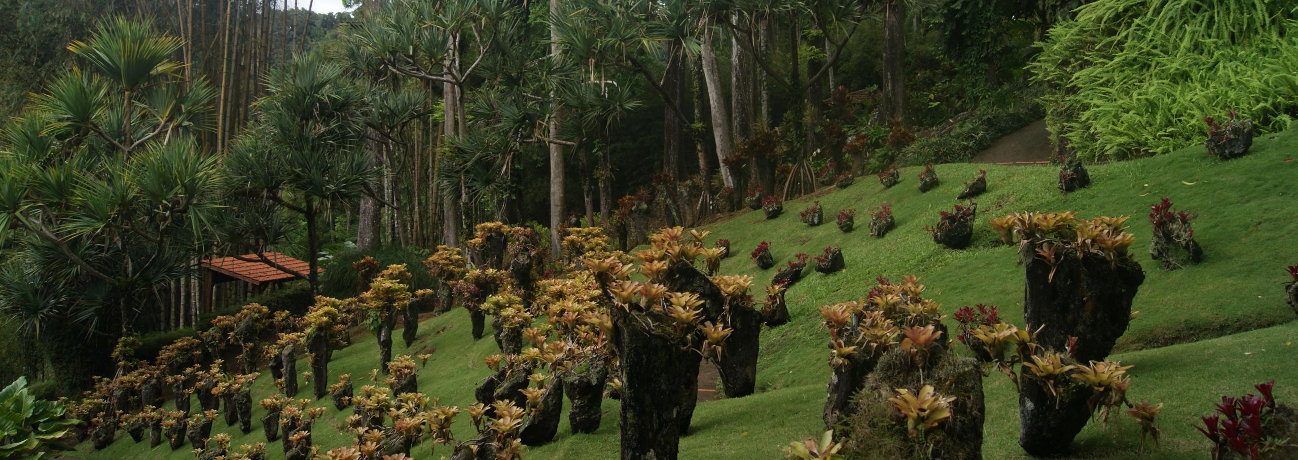 Jardin Martinique Charmant Jardin De Balata Martinique