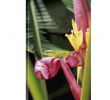 Jardin Martinique Élégant Amazon Gallery Wrapped Canvas Entitled Caribbean