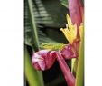 Jardin Martinique Élégant Amazon Gallery Wrapped Canvas Entitled Caribbean