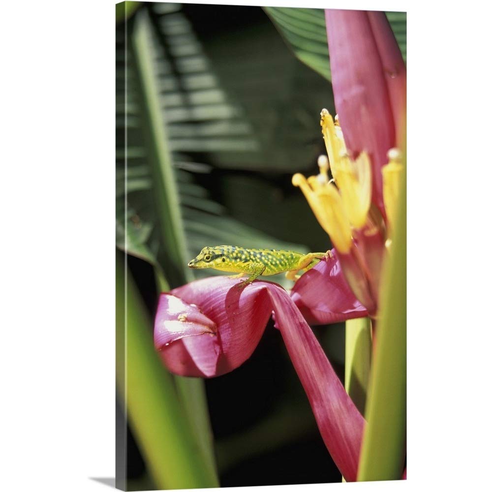 Jardin Martinique Élégant Amazon Gallery Wrapped Canvas Entitled Caribbean