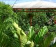 Jardin Martinique Frais Le Jardin De Bonneville La Trinite