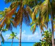 Jardin Martinique Frais Salines