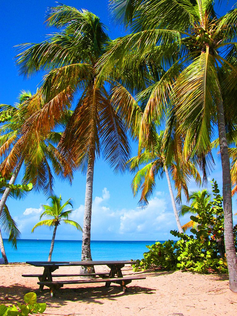 Jardin Martinique Frais Salines