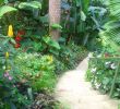 Jardin Martinique Inspirant Desvre the World