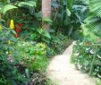 Jardin Martinique Inspirant Desvre the World