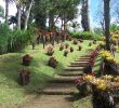 Jardin Martinique Luxe File Jardin De Balata 2 Jpg Wikimedia Mons