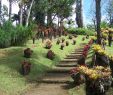 Jardin Martinique Luxe File Jardin De Balata 2 Jpg Wikimedia Mons