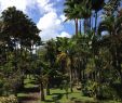 Jardin Martinique Luxe File Jardin De Balata Martinique Wikimedia Mons