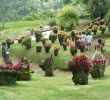 Jardin Martinique Luxe Jardin De Balata