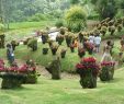 Jardin Martinique Luxe Jardin De Balata