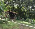 Jardin Martinique Nouveau épinglé Sur Martinique Treehouse