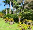 Jardin Martinique Unique Jardin De Balata Martinique Caribbean Stock Edit now