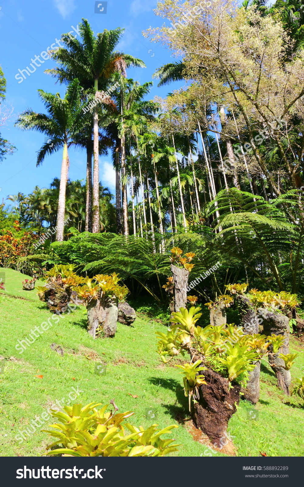 stock photo the jardin de balata martinique caribbean