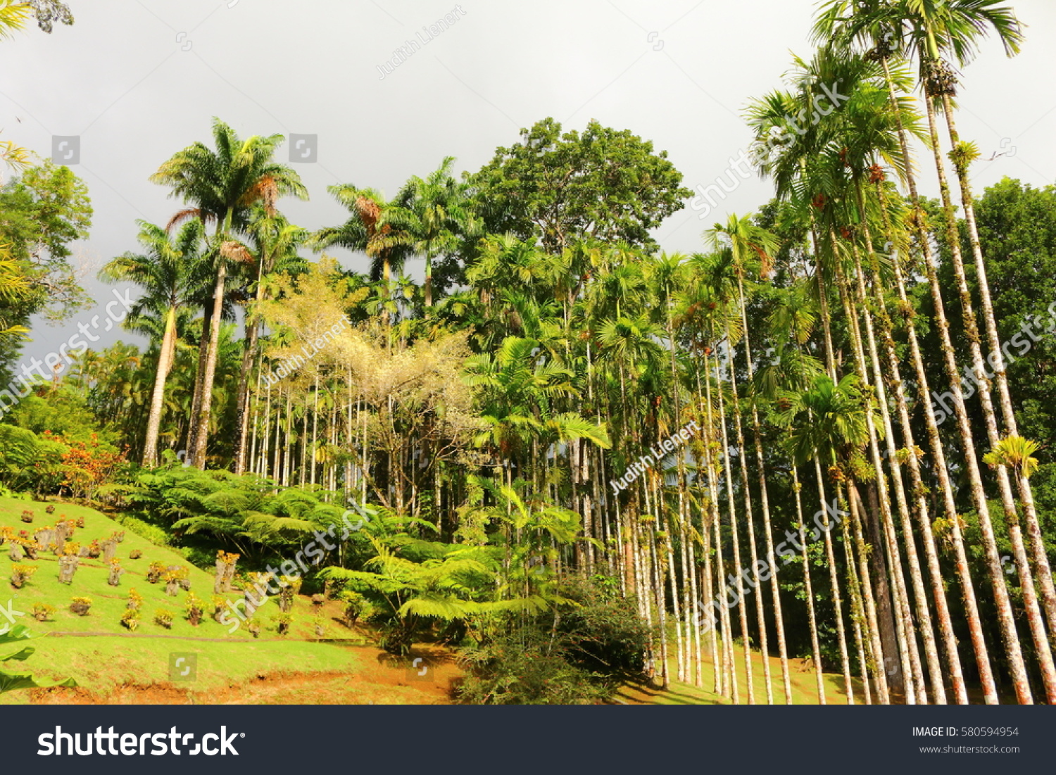 stock photo the jardin de balata martinique caribbean