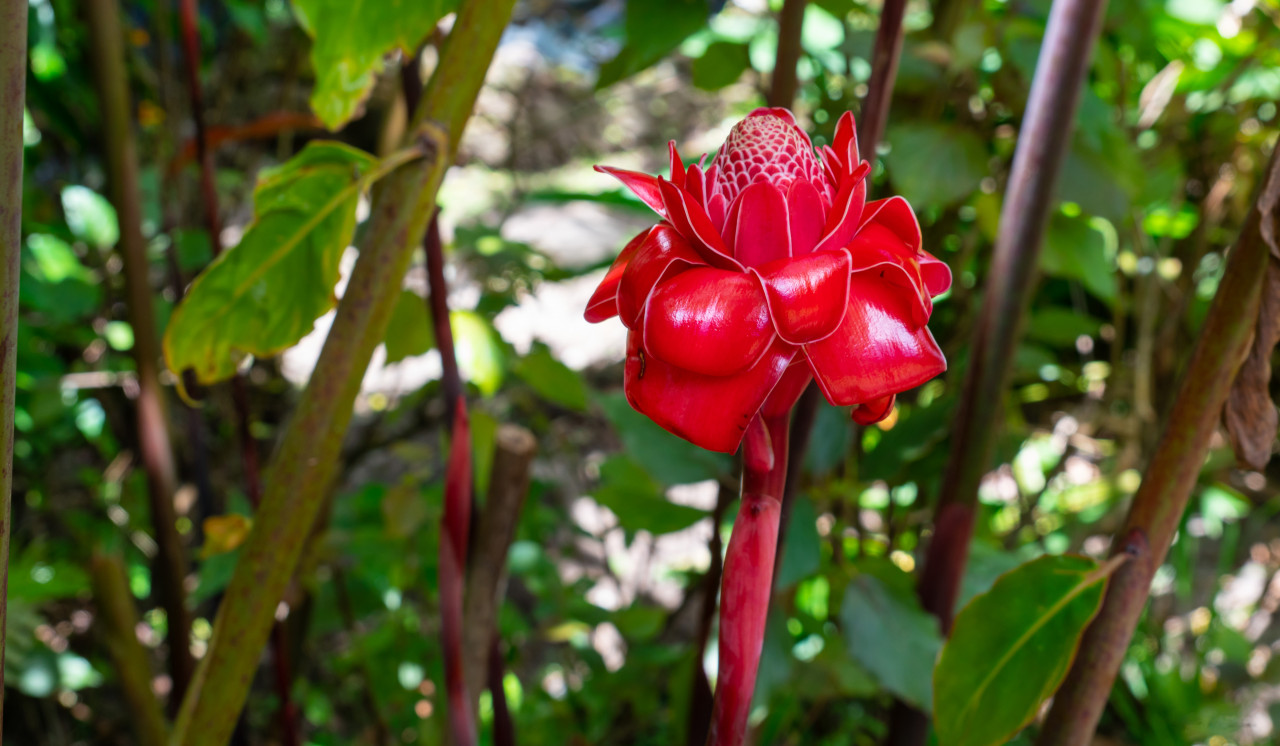 martinique la rose de porcelaine