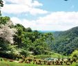 Jardin Martinique Unique Wel E — Jardin De Balata