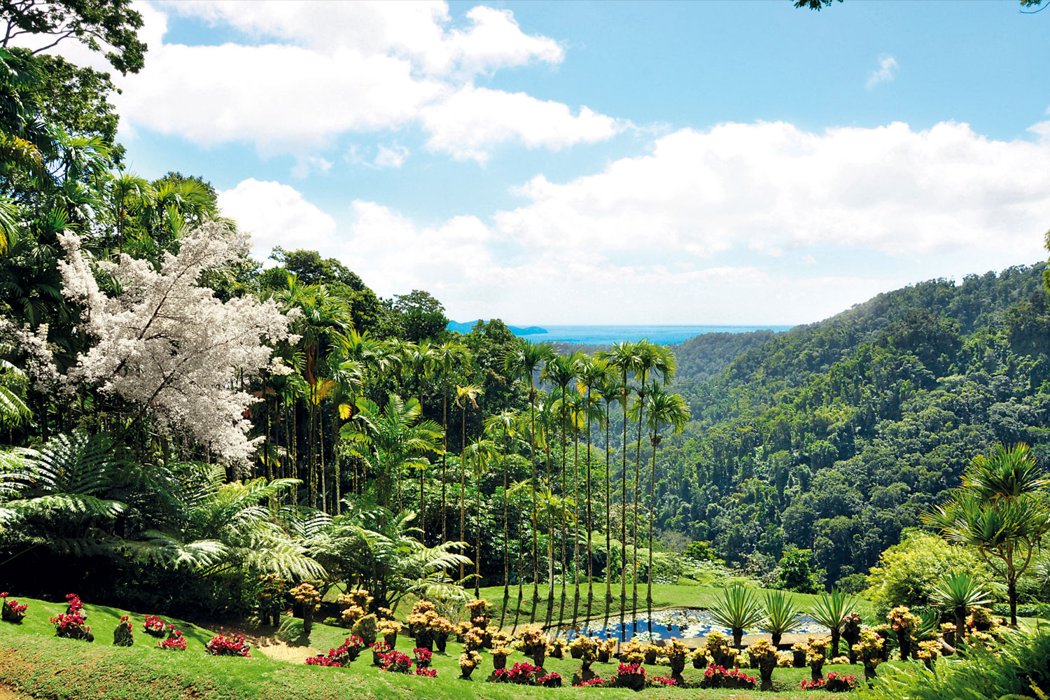 Jardin Martinique Unique Wel E — Jardin De Balata