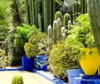 Jardin Menara Beau Stunning Desert Garden Ideas for Home Yard 64