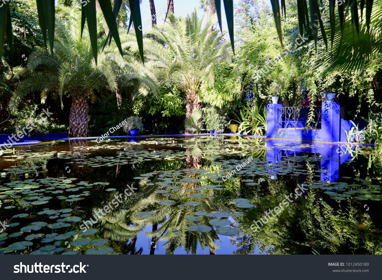 stock photo jardin majorelle marrakech morocco