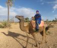 Jardin Menara Génial Riad Chambre D Hotes Palmeraie Lodge Reviews Morocco