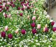 Jardin Menton Frais Beauty Tulips Arrangement for Home Garden 13
