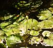 Jardin Nantes Élégant Water Flowers Plural Jasilepile