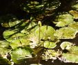 Jardin Nantes Élégant Water Flowers Plural Jasilepile