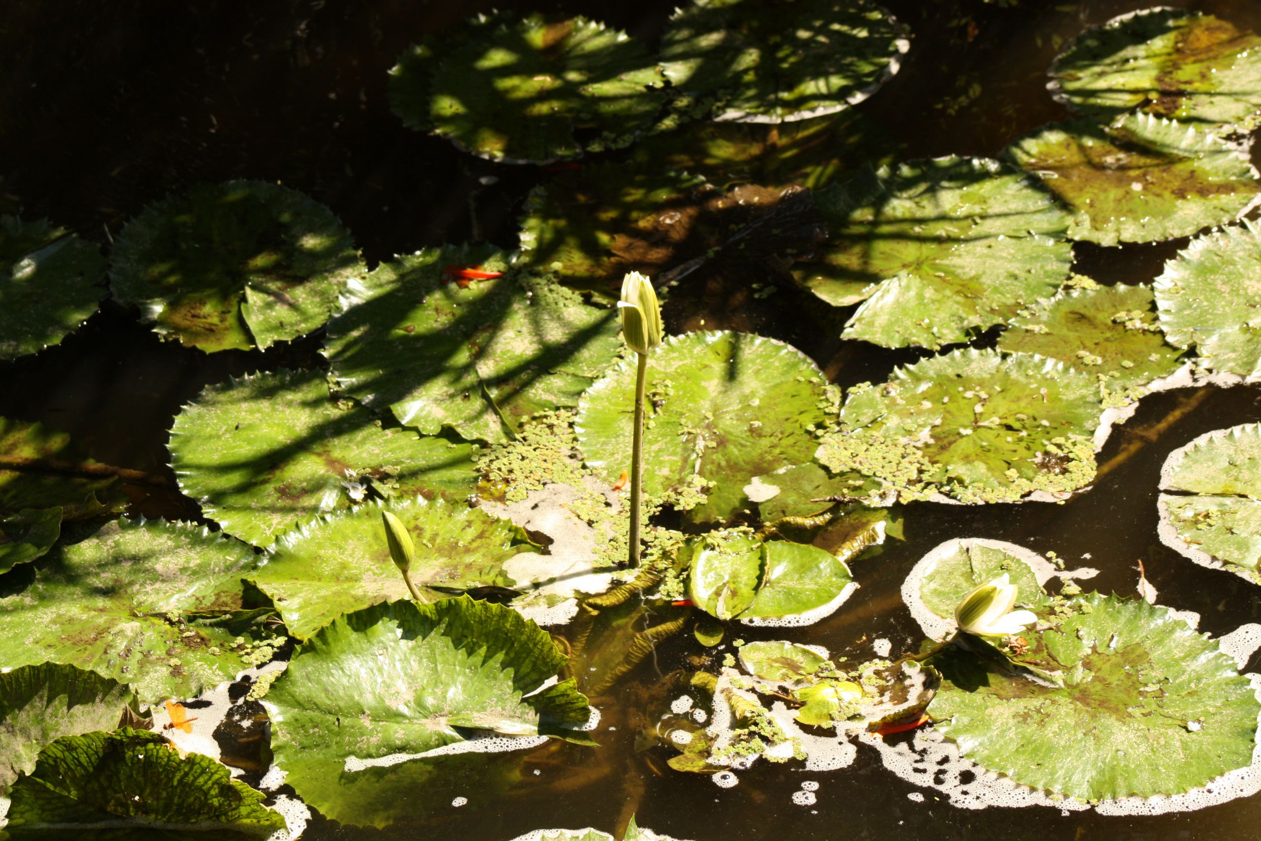 Jardin Nantes Élégant Water Flowers Plural Jasilepile