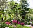 Jardin Nantes Nouveau Japanese Garden On the island Of Versailles – Nantes