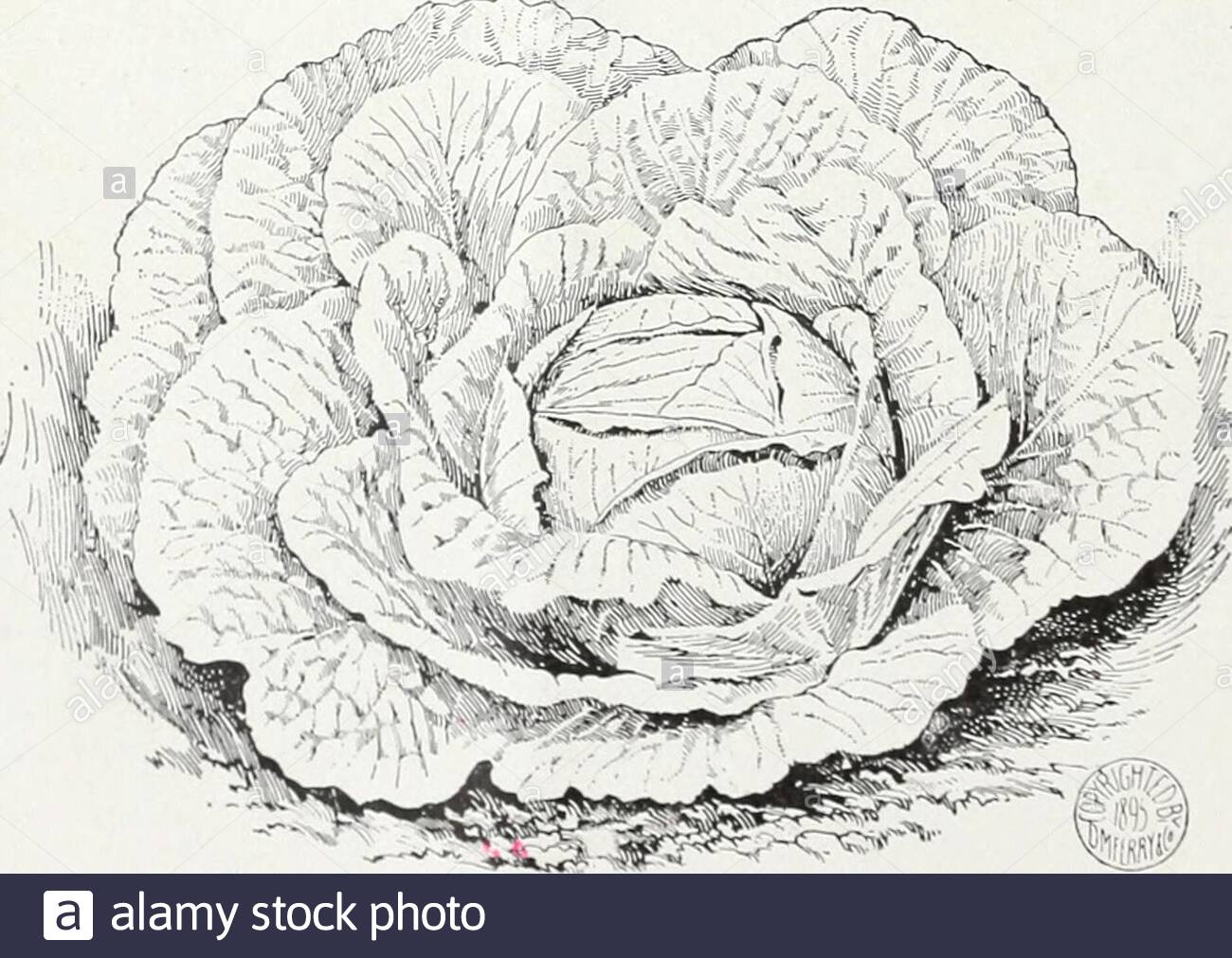 wholesale price list of seeds 1897 chariton 1 savov drumhead fi c charlotte hollander cabbage this is one of the hardii in cultivation and endures both frost and drouth that would destroy other varieties i is i onsfdered by many the best cabbage to hold over lor springmarkets wholesale prlce llst 1897 13 carrot tel cipher per lb earliest short horn for forcing w 39 chase t10 early scarlet horn jlotv chattooga so 2 s early half long scarlet carentan corelessxh vv chautauqua ho y half long scarlet nantes stump rooted 2v v che 2AN7T9G