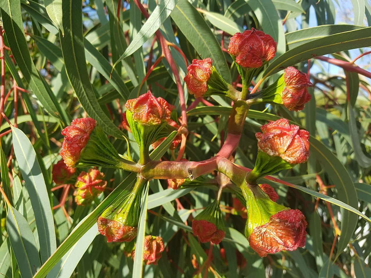 Jardin Nice Best Of Jardin Botanico De Barcelona 2020 All You Need to Know