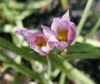 Jardin original Beau File Tulipa Humilis In Jardin Des Plantes Fading Flowers 03