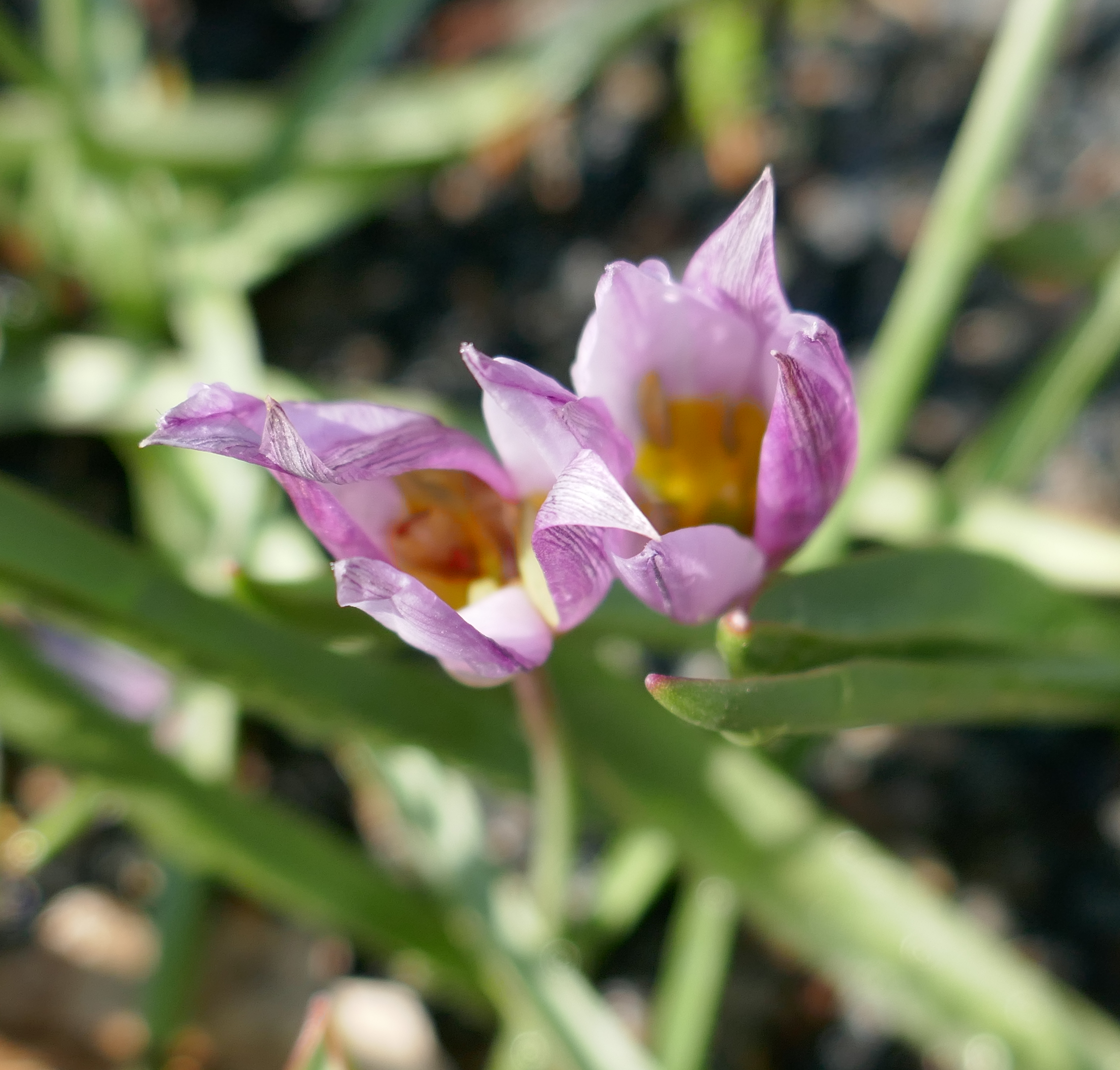 Jardin original Beau File Tulipa Humilis In Jardin Des Plantes Fading Flowers 03