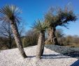 Jardin Paysager Exemple Charmant Album Olivier Et Palmier Arbor Mineral Paysagiste