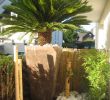 Jardin Paysager Exemple Nouveau Album Olivier Et Palmier Arbor Mineral Paysagiste