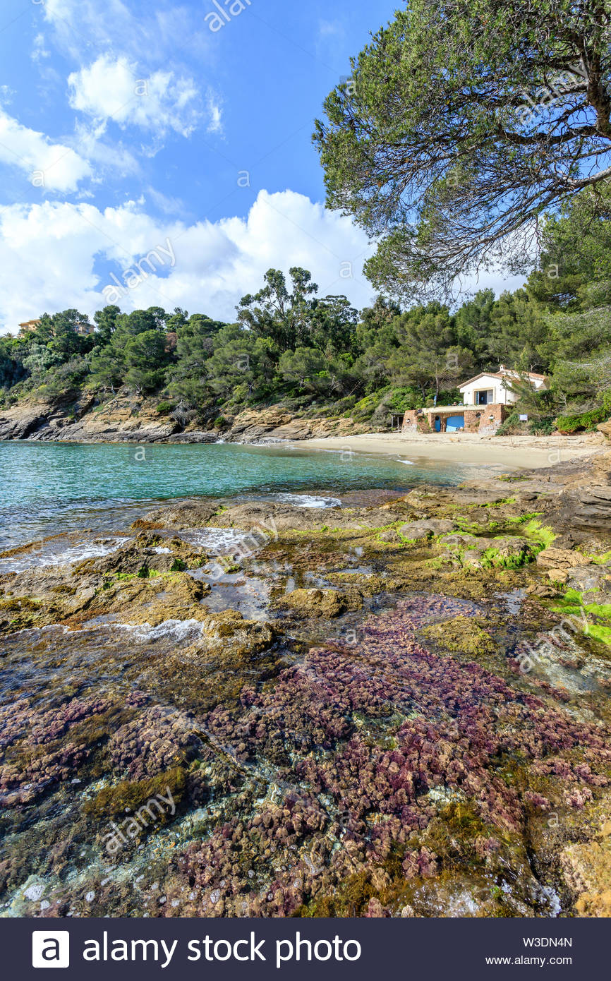 france var rayol canadel sur mer the domaine du rayol mediterranean garden property of the conservatoire du littoral the figuier beach with the W3DN4N