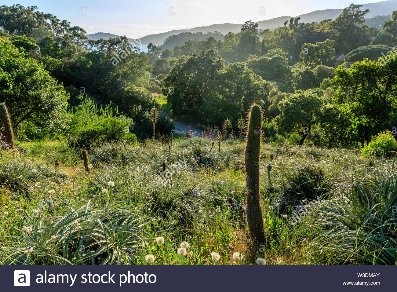 france var rayol canadel sur mer the domaine du rayol mediterranean garden property of the conservatoire du littoral the high altitude chilean g W3DMAY