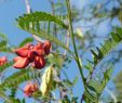 Jardin Rayol Canadel Génial UÅ¾ivatel Domaine Du Rayol Na Twitteru „bon Lundifleuri  